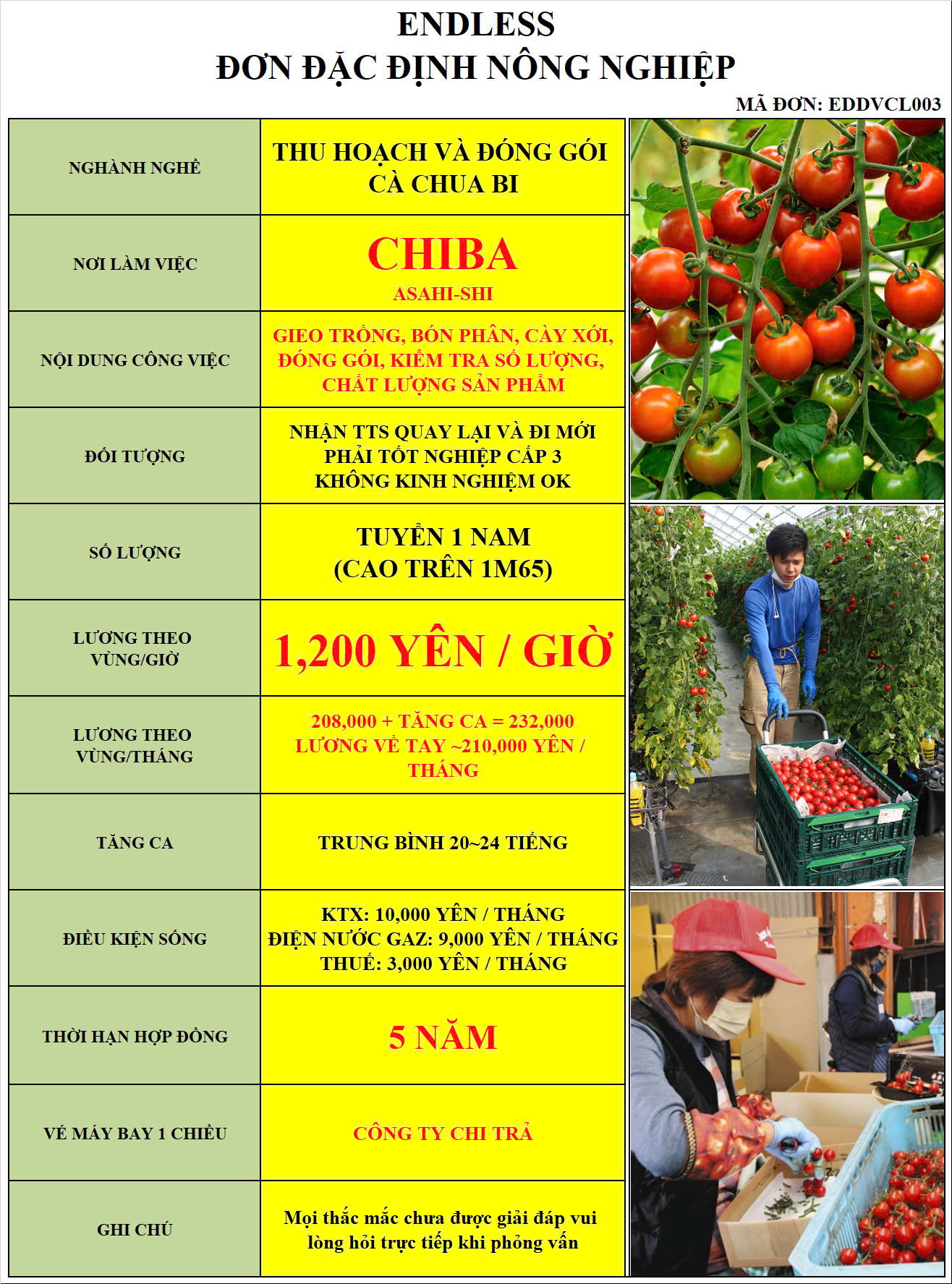 nông nghiệp-cà chua